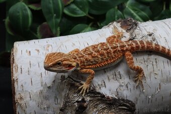 Agama vousatá - Coral - 7