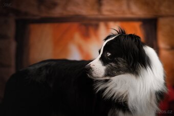 Blue merle bi Miniaturní Americký ovčák / Australský ovčák - 7