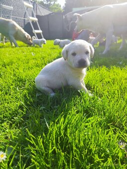 Štěňata labradora - 7