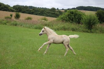 Luxusní welsh moutain pony - 7