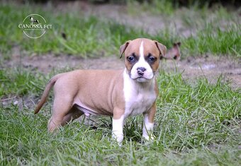 Americký stafordšírský teriér, pes po rodičích z USA - 7