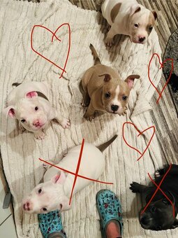 American bully pocket - 7