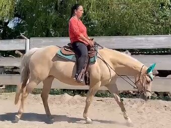 Klisna Quarter Horse nar. 2012 - 7