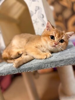 Britská zlatá činčila s PP pro chov - 7