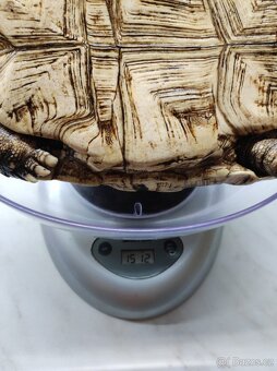 Želva pardálí - dospělý samec - 7