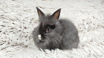 Zakrslý, králík, králíček - HOLLY - 7