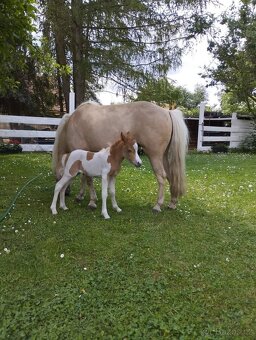 Připouštění plemenným hřebcem amerického minihorse - 7
