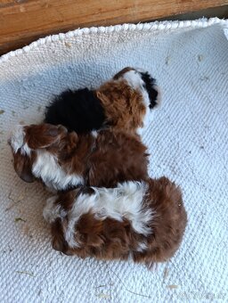 Morče / morčata / morčátko samičky - 7