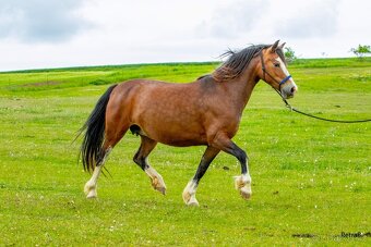 16-ti letá chovná klisna welsh pony sekce C - 7