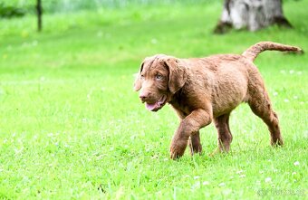 Hnědý retriever (jako hnědý labrador-chesapeake) s PP - 7