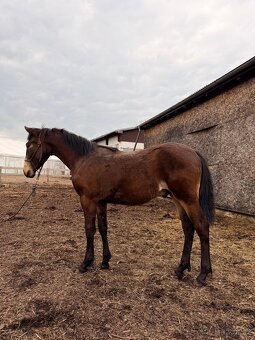 Hřebeček PREx fris - 7