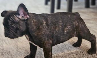 Francouzský buldoček - 7
