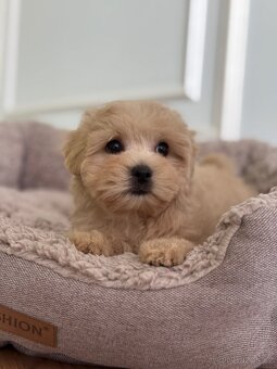 Maltipoo F1 Caramel fenka Emilysha - 7