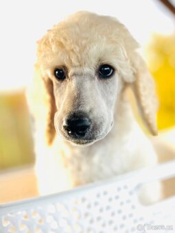 Pudl velký královský s PP - 7