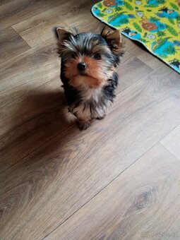 Yorkshire terrier, Jorkšírský teriér PP FCI - 7