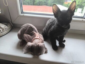 Sphynx koťata - 7