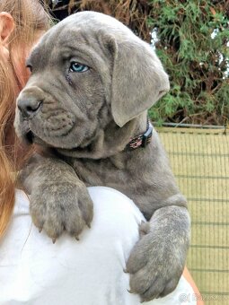 CANE CORSO štenatka s PP/ FCI rodokmen - 7