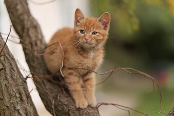 kluk Garfieldek, holčička Tlapička hledá nový domov - 7