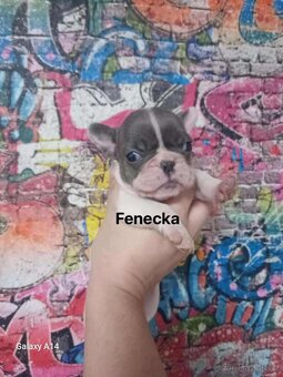 Francouzský buldoček - 7