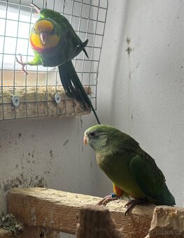 Pár papoušek nádherný - 7