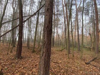 Lesní pozemek Chářovice - 7