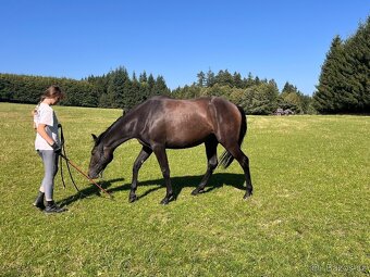 Prodáme koně- hannoverského valacha - 7