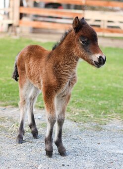 ELEGANTNÍ minihorse klisna - 7