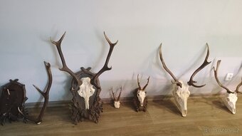 Trofej Jelen +5 podlozek - 7