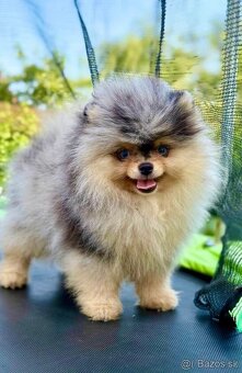 Pomeranian mini - 7