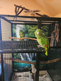 Amazoňan pomoučený REZERVACE - 7