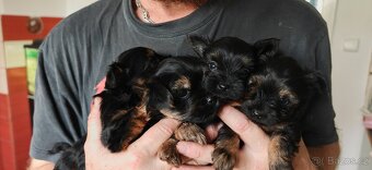 Jorkšírský teriér - 7