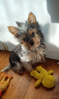 Biewer jork-fenečky bez pp,táta německý pp - 7