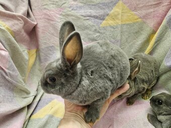 Zakrslý králíček - 7