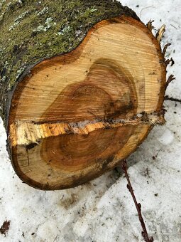 dřevo kmen višně - 7