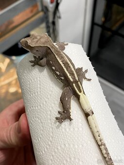 AXANTHIC C. Ciliatus - 7