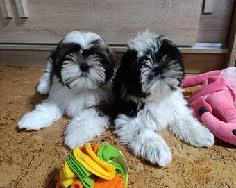 Shih-tzu s PP vymazlená štěňátka (Shih tzu) - 7