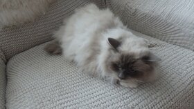 2mačičky ragdoll,radgoll,aktuálne k odberu - 7