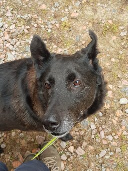 CONNIE K ADOPCI - nejvěrnější parťačka, mazel na N-tou - 7