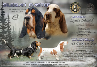 Bassethound - 7