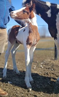 Připouštění homozygotním APH - 7
