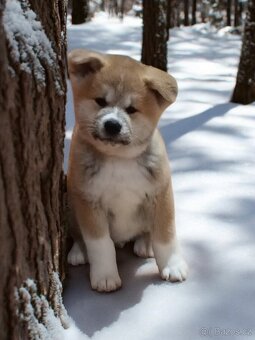 Očekáváme narození štěňátek Akita Inu s PP - 7