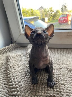Sphynx - 7