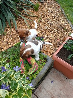 Jack Russel terier - 7