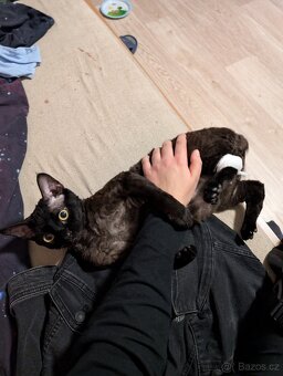 Prodám kocourka Devon Rex - 7