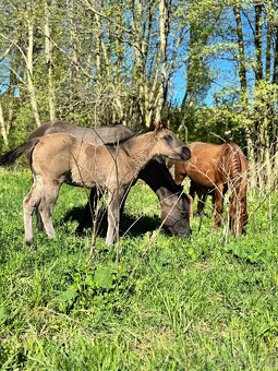 Grullo klisna American Quarter Horse v typu bull - 7