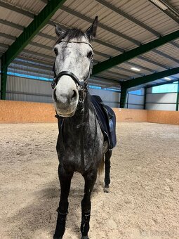 Prodej koňských potřeb pro koně LADY B a RULANDO P - 7