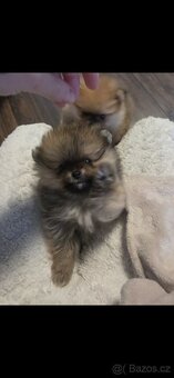 Štěňátka pomeraniana - 7