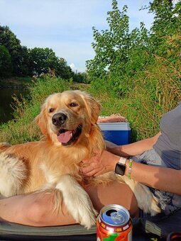 Zlatý retrívr štěňátka 🐶 - 7