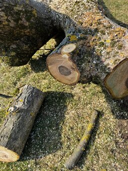 Ořech 50 let starý - 7