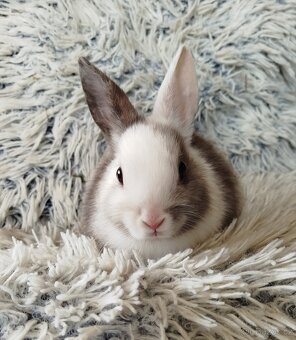 Zakrslý králík - 7